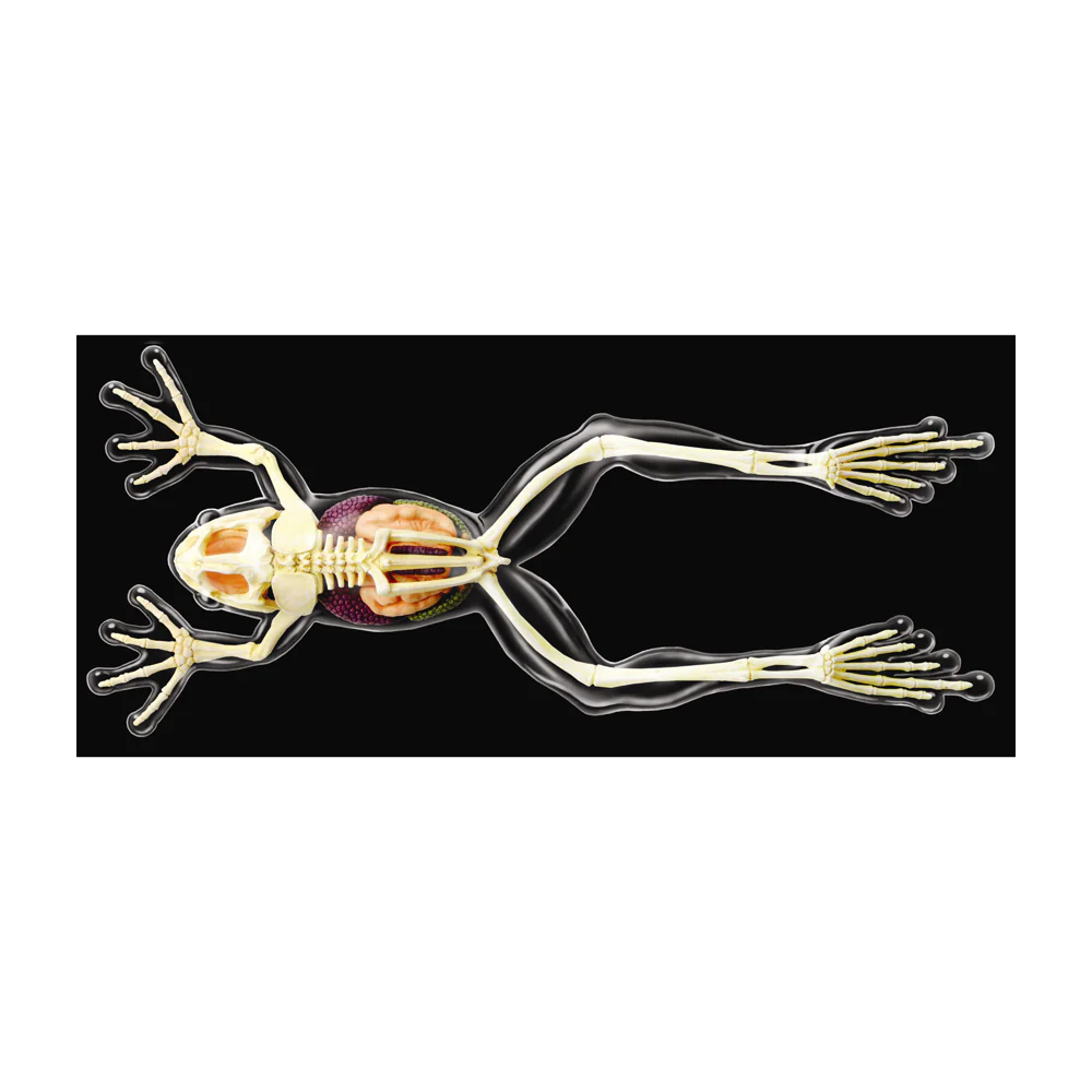 4D Master Full Skeleton Frog Model Anatomy Kit - Image 2