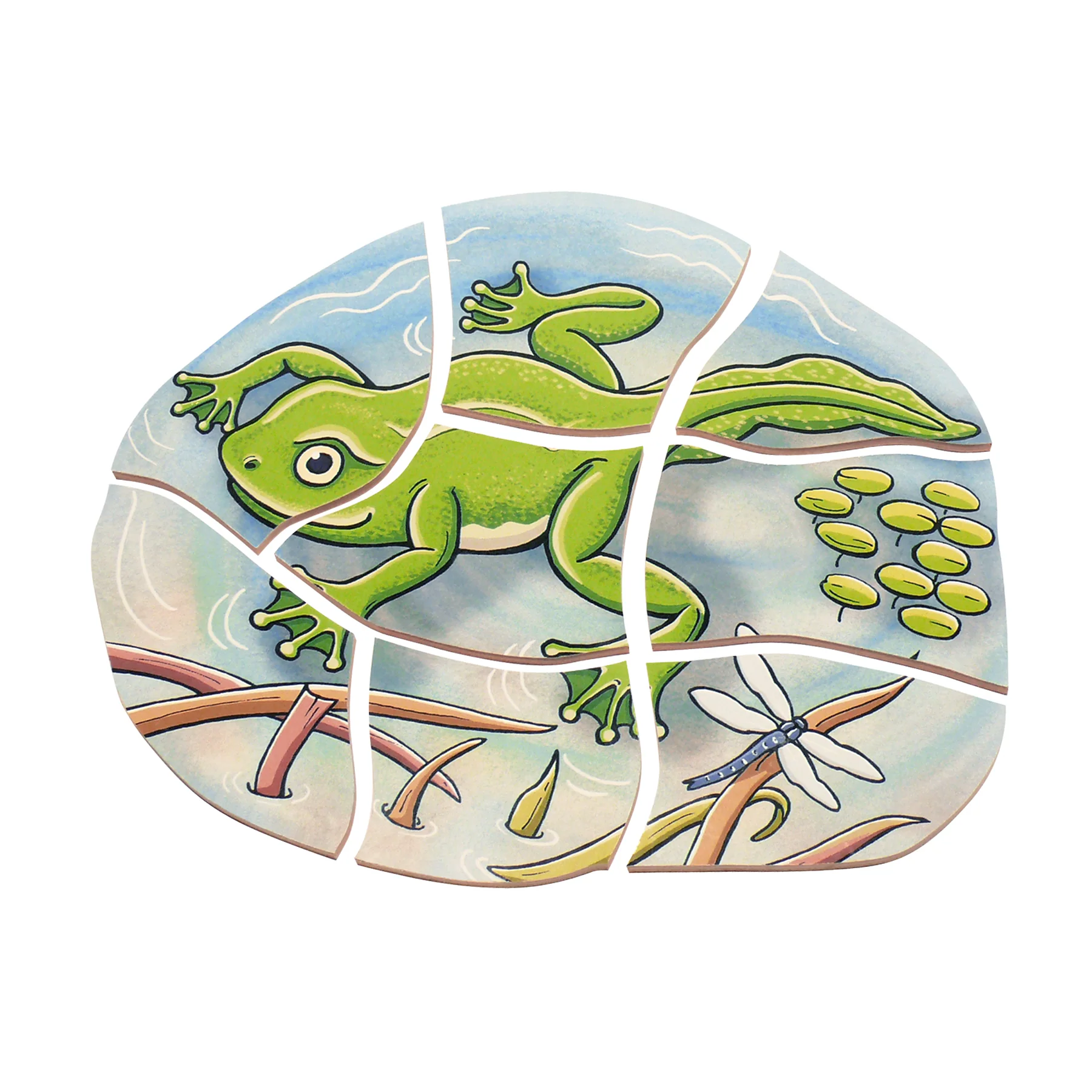 Beleduc Layer Puzzle - Frog Lifecycle - 5 Wooden Layers - 28 Pieces - Image 3