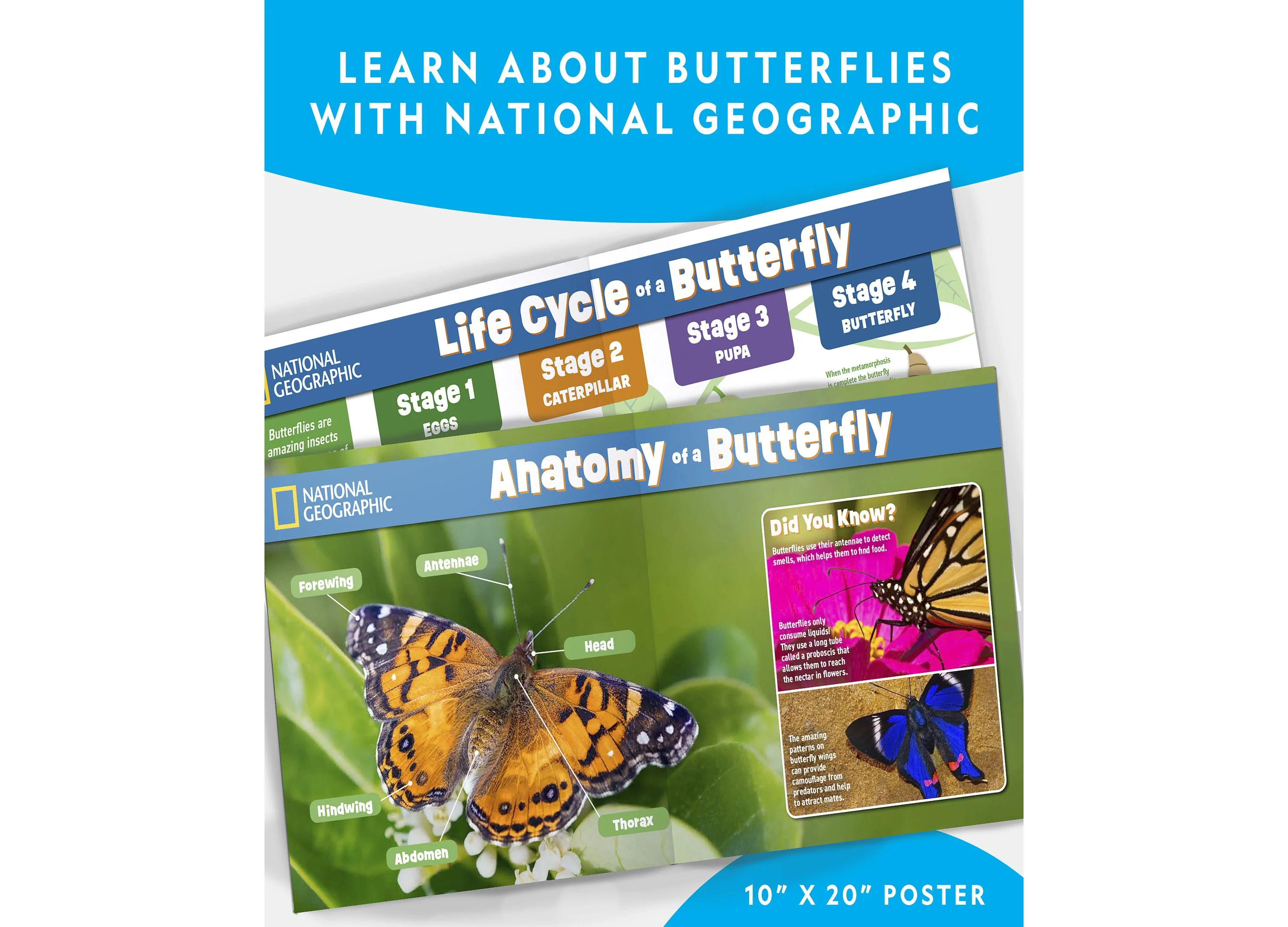 National Geographic Butterfly Growing Kit – Discover Metamorphosis - Image 5