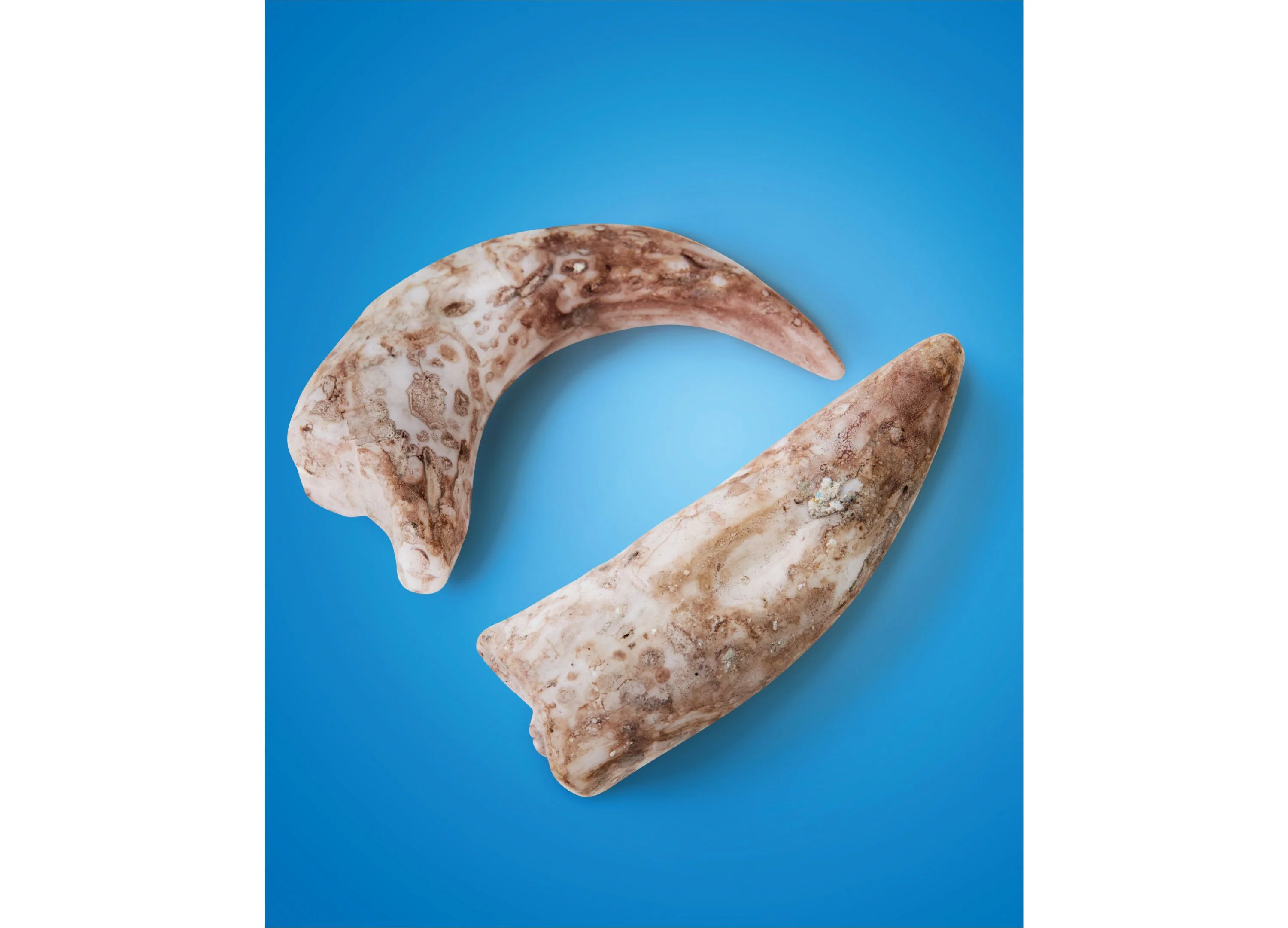 Discovery #MINDBLOWN Dino Fossils Unearthed Excavation Kit 2-Pack - Image 3
