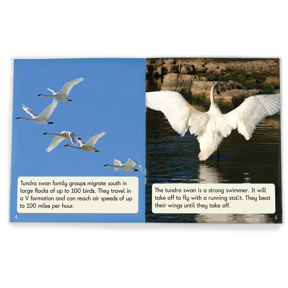 Junior Learning 12-Piece Non-Fiction Readers Set - Suffixes & Prefixes, Phase 6 - Image 3
