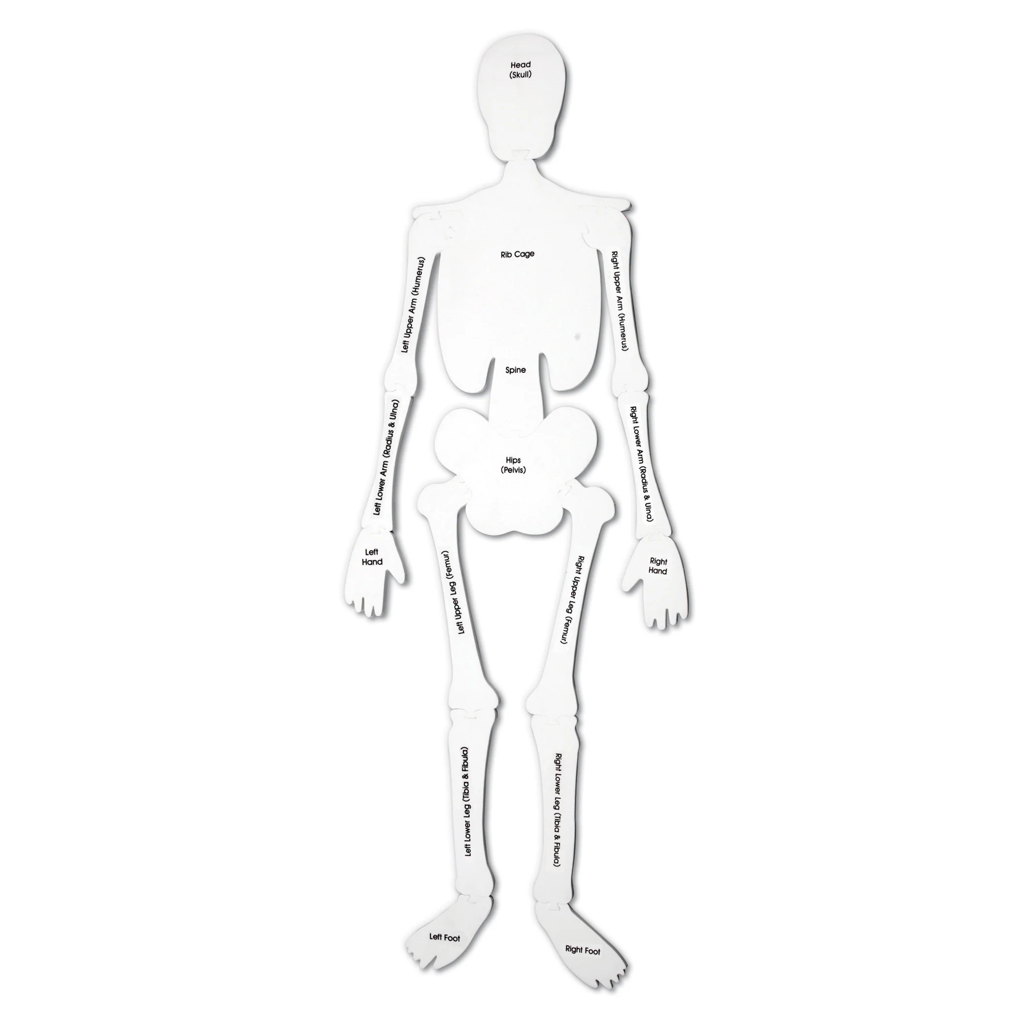 Learning Resources Skeleton Foam Floor Puzzle - Human Anatomy Educational Toy - Image 2