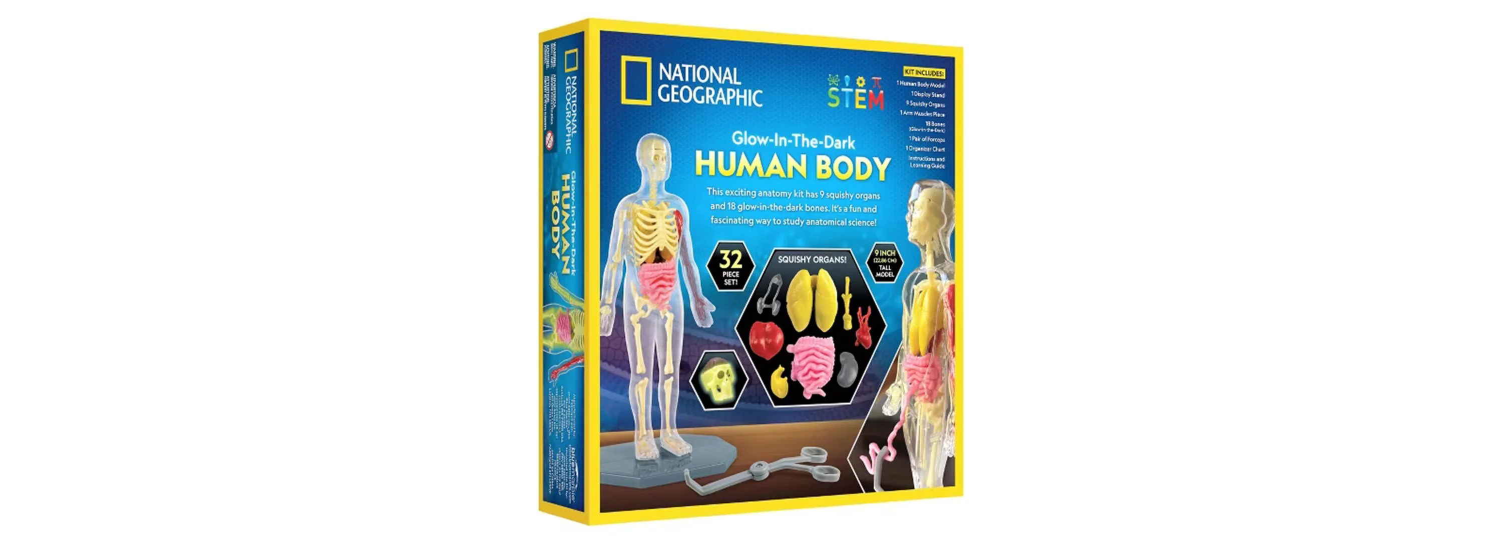 National Geographic Glow-In-The-Dark Human Body Anatomy Kit With 27 Pieces - Image 3