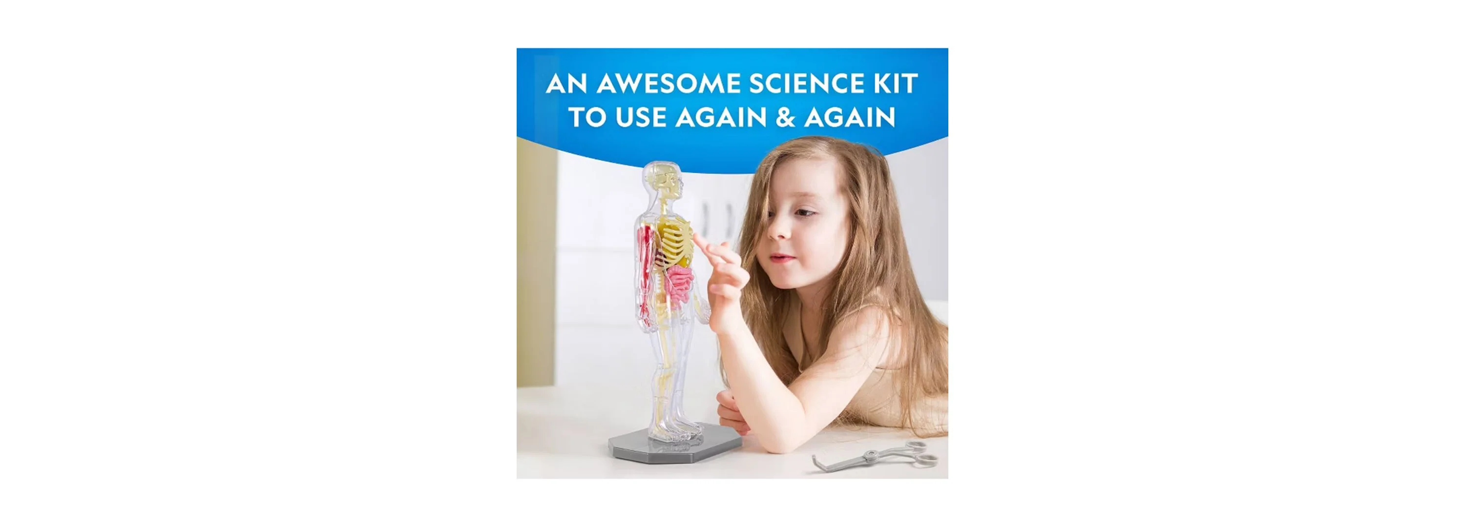 National Geographic Glow-In-The-Dark Human Body Anatomy Kit With 27 Pieces - Image 4