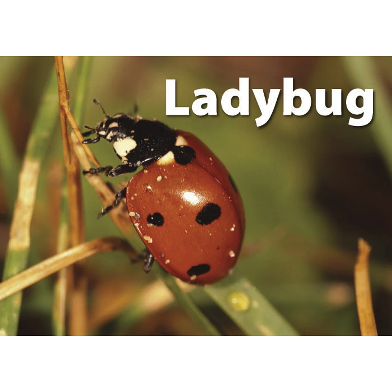 Stages Learning Materials - Memory Matching Game - Insects & Bugs - 3 Pack - Image 7