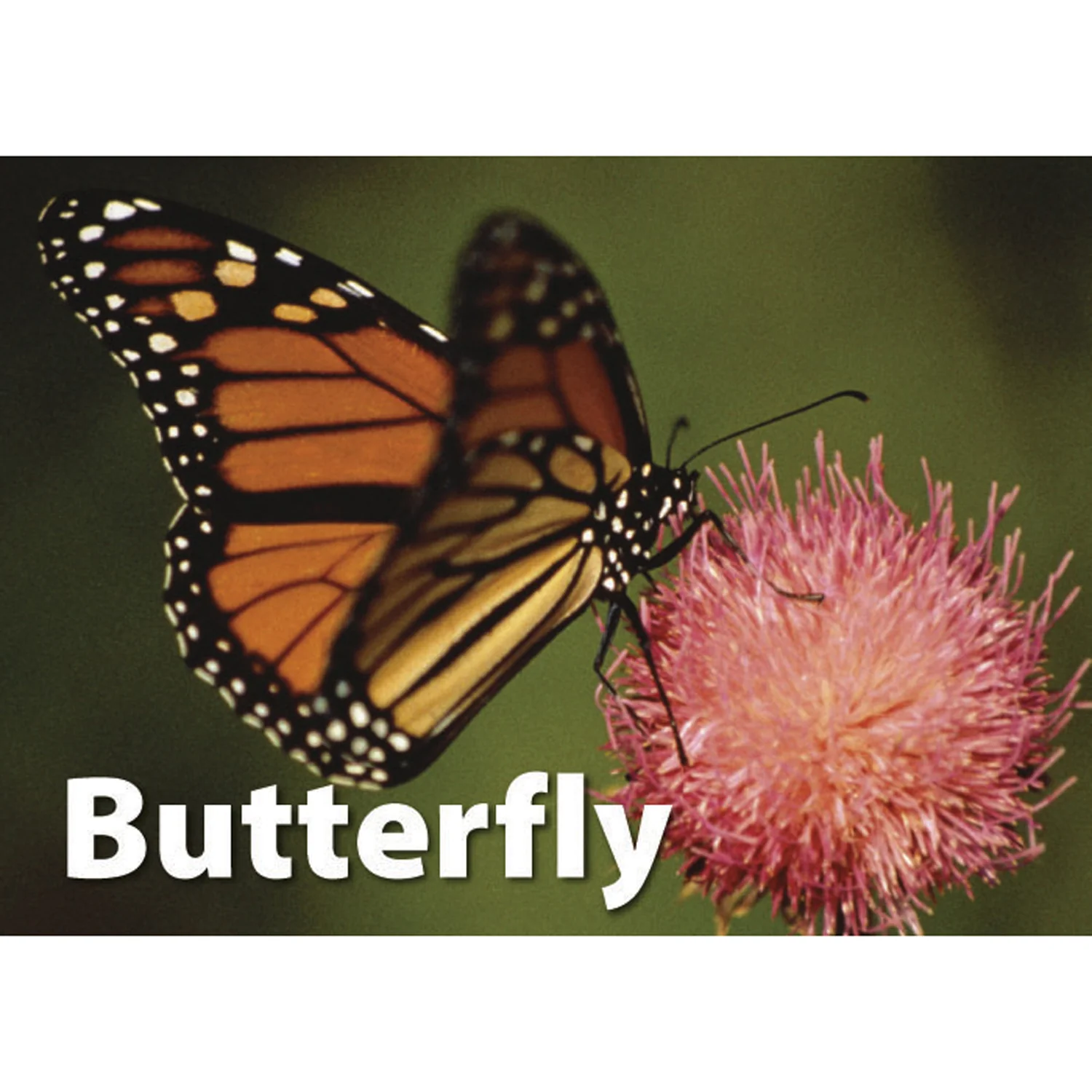 Stages Learning Materials - Memory Matching Game - Insects & Bugs - 3 Pack - Image 9