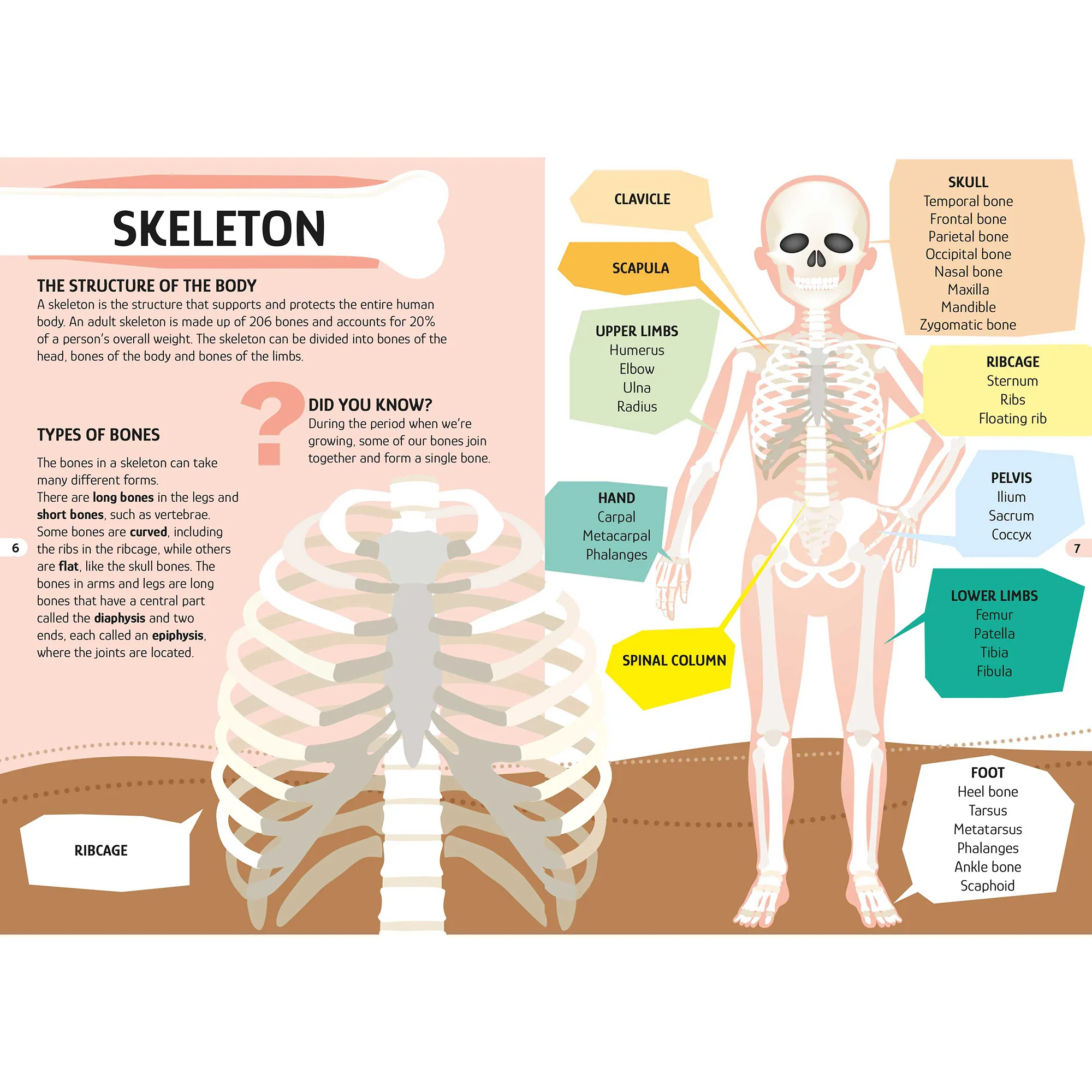 TLE: The Human Body - Image 5